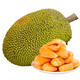 京鮮氣新鮮黃肉菠蘿蜜整顆大果 海南當季黃肉榴蓮蜜一整顆帶皮菠蘿蜜 高爆出肉率 整顆10-12斤