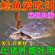 鯰魚(yú)餌料小藥專(zhuān)用窩料濃腥大口餌料飼料鯰魚(yú)胡子誘餌野釣鯰魚(yú)瘋 單瓶裝【濃腥血蠶】