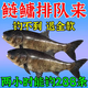 鰱鳙餌料酸臭上餌神器手桿水庫(kù)野釣通殺鰱魚(yú)花鰱大頭魚(yú)爆護(hù)餌料 三袋裝【桿桿爆護(hù)】