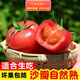 京營覓選山東沙瓤番茄新鮮現(xiàn)摘生吃的應(yīng)季蔬菜自然熟 3斤 裝 【JD順豐-送貨上門】