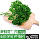 綠食者新鮮荷蘭芹250g 法國香菜 旱芹菜 新鮮蔬菜 西餐火鍋擺盤裝飾材料 500g