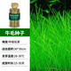 瘋狂水草（FKSC）魚缸造景水草種子水族箱裝飾前景草迷你小對(duì)葉草坪活體真水草 牛毛種子21g 環(huán)境苛刻 顏值代表