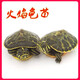 詩(shī)軒【深水龜】火焰龜 烏龜活物 深水龜 觀(guān)賞寵物烏龜  龜苗 烏龜活體 10-12厘米 兩只 情侶一對