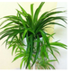 櫻霞吊蘭室內(nèi)垂吊綠植金心金邊口紅辦公室綠植盆栽 青葉吊蘭 吊蘭盆