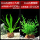 瘋狂水草（FKSC）魚(yú)缸水草植物真草水培裝飾陰性?xún)艋|(zhì)火山石小魚(yú)缸造景全套 迷你小九冠+鹿角茸