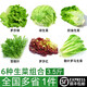 綠食者 沙拉蔬菜組合3.5斤 新鮮苦菊綠葉紅葉生菜西餐沙拉健康輕食蔬菜 蔬菜沙拉組合3.5斤【無沙拉醬】