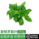 綠食者 新鮮羅勒葉250g 西餐牛排披薩意大利面香料 青醬調(diào)料蔬菜 250g