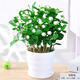 【雅之典】重瓣茉莉花盆栽室內(nèi)觀花植物四季好養(yǎng)帶花苞開花不斷綠植 茉莉花10-12顆【螺紋盆】 好養(yǎng)活