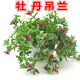 看匠 牡丹吊蘭盆栽室內陽臺桌面垂吊多年生花卉綠植盆景好養(yǎng)易成活 牡丹吊蘭1盆 #79