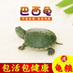 富龜龜寶巴西龜小烏龜活物寵物龜家養活體長(cháng)壽金錢(qián)金龜情侶黃金招財巴西龜 3-4厘米（小苗） 單身烏龜1只+3包共105g高鈣龜糧