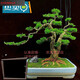 七抒黃楊樹(shù)皺皮雀舌黃楊樹(shù)苗小葉名貴黃楊盆景造型庭院陽(yáng)臺 小苗25高[2棵](看圖二)