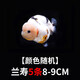 金魚（Jinyu）【精品高質(zhì)】蘭壽金魚淡水錦鯉觀賞魚國粹耐活好養(yǎng) 蘭壽5條8-9CM【顏色隨機】