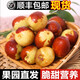 宅厚園滄州黃驊脆冬棗新鮮 現摘當季鮮棗冰糖脆甜 水果大棗棗子順豐快遞 5斤裝 中果（性?xún)r(jià)比高）
