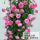 耐寒薔薇花苗爬藤四季開花室內(nèi)盆栽室外藤本月季玫瑰花卉易活植物 大游行  爬藤  精品花苗 不含盆