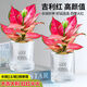 吉利紅盆栽高檔花四季開(kāi)花水培土培桌面小綠植花卉盆栽辦公室陽(yáng)臺(tái) 吉利紅送早安吸水盆