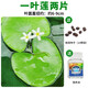 瘋狂水草（FKSC）一葉蓮水草水上植物魚缸造景和魚共養(yǎng)冒泡陰性凈化水質(zhì)睡蓮浮萍 一葉蓮兩片（營養(yǎng)液+碗蓮種子10顆）