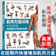 肌肉力量訓(xùn)練彩色圖譜 運(yùn)動(dòng)健身肌肉拉伸書籍 肌肉訓(xùn)練全書完全圖解 健身教練教程書籍 健身塑身書力量訓(xùn)練書籍