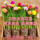 致薈樹太陽花重瓣苗枝條盆栽混色大花帶根帶花苞室內(nèi)花卉綠植好活易養(yǎng) 混色重瓣50枝12-16色 不含盆