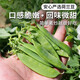 密農人家荷蘭豆 農家種植豌豆莢 脆豆角 新鮮蔬菜 清脆爽口青豆角250g