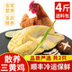 崠鮮 農(nóng)家散養(yǎng)土雞 三黃雞 新鮮整只走地雞柴雞 雞肉生鮮 發(fā)2只 凈重2斤/只