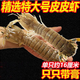 皮皮蝦熟凍蝦爬子超特大海鮮海蝦新鮮蒸熟全母帶膏皮皮蝦冷凍 特大號公-【12-16cm】 三斤