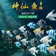 瘋狂水草神仙魚(yú)活體七彩燕魚(yú)熱帶觀(guān)賞魚(yú)淡水水族寵物熱帶耐活魚(yú)苗小型 精品神仙魚(yú)3cm12條