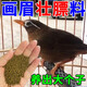 祥將畫(huà)眉?jí)驯鞂?zhuān)用料【不吃包退】畫(huà)眉提性壯膘飼料唱鳥(niǎo)斗鳥(niǎo)料畫(huà)眉鳥(niǎo)食 1瓶裝【500g】
