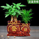 綠蔭巷子發(fā)財樹(shù)盆栽室內客廳桌面綠植小盆景三桿發(fā)財樹(shù)苗招財樹(shù)植物花卉 【雙孔發(fā)財】3連桿+富貴椰+石子