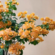 臨雅三角梅花樹(shù)苗盆栽帶花老樁特大苗漳紅櫻室內陽(yáng)臺高端爬藤四季開(kāi)花 【加州黃金】大苗約45-50cm