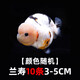 金魚（Jinyu）【精品高質(zhì)】蘭壽金魚淡水錦鯉觀賞魚國粹耐活好養(yǎng) 蘭壽10條4-5CM【顏色隨機】
