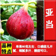 戀品惠無(wú)花果苗波姬紅無(wú)花果樹(shù)果苗矮化盆栽四季南方北方氣候適合果樹(shù)苗 無(wú)花果苗亞當5年苗