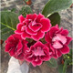 大巖桐重瓣盆栽四季開花富貴芙蓉花帶花六雪尼陽(yáng)臺(tái)客廳窗臺(tái) 紅色