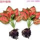 中夢(mèng)如意吉利萬(wàn)年紅水培植物綠植室內水養綠蘿花卉盆栽發(fā)財樹(shù)富貴竹芋 如意皇后2棵