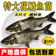 小許農(nóng)家花鰱魚苗活體可食用胖頭魚鰱鳙淡水養(yǎng)殖四大家魚黒鰱雄魚大頭魚苗 30條10-12厘米花鰱加3條防損