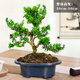 嗨綠黃楊老樁盆景樹苗雀舌皺皮造型小葉盆栽綠植室內(nèi)客廳好養(yǎng)樹樁植物 簡裝原盆精品老樁黃楊