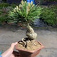 日本黑松盆景樹(shù)樁日本千壽丸盆景黑松小品盆景寸稍盆景千壽丸黑松千壽丸古樁盆景大型 千壽丸盆景花盆隨機發(fā)