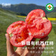 有機西紅柿番茄蔬菜水果配送孕婦現摘自然熟生吃寶寶輔食5斤 有機西紅柿3斤（適合炒食，云南農場(chǎng)）
