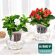 吊蘭蘆薈綠植盆栽室內水培植物花卉 長(cháng)壽梔子組合(大收腰玻璃瓶) 含盆