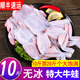 四去牛蛙生鮮新鮮冷凍去頭去腳去皮去內(nèi)臟牛蛙肉 大號(hào)牛蛙10斤【無(wú)冰】約30-35只