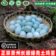 貴州長(cháng)順綠殼雞蛋新鮮土雞蛋農家散養草雞蛋高原營(yíng)養綠殼蛋30枚裝 30枚【產(chǎn)地直發(fā)·順豐包郵】