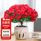 花翁杜鵑花盆栽花卉帶花苞綠植 大號紅色杜鵑(郁金香瓷盆)源頭直發(fā)
