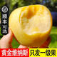 順豐山東維納斯黃金蘋(píng)果新鮮水果當季整箱現摘冰糖心奶油富士蘋(píng)果 維納斯黃金蘋(píng)果 凈重3斤裝(7-9個(gè)果)