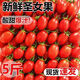 柏饞新鮮圣女果小西紅柿沙瓤番茄生吃千禧果當季時令水果孕婦果蔬 3斤 凈重2.8斤【超值裝】