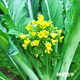 農(nóng)之子 增城遲菜心種子四季廣東甜菜心種籽孑蔬菜種子秋冬 增城一號遲甜菜心王種子 10g