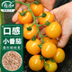 壽禾黃色小番茄種子苗口感圓果西紅柿蔬菜籽 濰育黃妍小番茄種子25粒