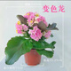 變色龍長壽花新品七彩長壽花七彩毛絨帶花苞成品盆栽 變色龍 大盆