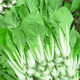 西芝四季速生小白菜種子四季蔬菜種籽早熟小青菜陽臺盆栽耐熱奶油快菜 四季速生小白菜約500粒