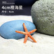 異景園仿真海星魚(yú)缸造景海螺小擺件水族箱微景觀(guān)裝飾品可愛(ài)貝殼海洋擺件 4cm迷你橙海星