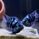 甄夢(mèng)漁野可繁殖組熱帶觀(guān)賞魚(yú)白金寶藍迷你鸚鵡魚(yú)種魚(yú)一對公母淡水卵生配對 超大號寶藍公母一對6-7cm