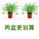 種花迷水培植物金邊吊蘭盆栽室內(nèi)綠植花卉好養(yǎng)植物客廳桌面凈化空氣花草 金邊吊蘭2盆（120#原盆） 含盆